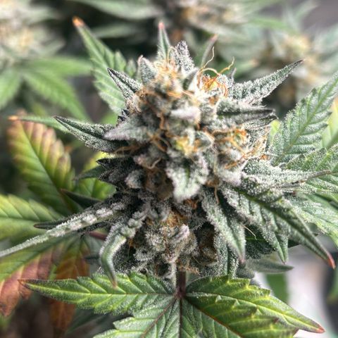 Munchie Matrimony (A): SSG. GWJ25 growlog photo: 💦💦 and recharge only. No nutes anymore