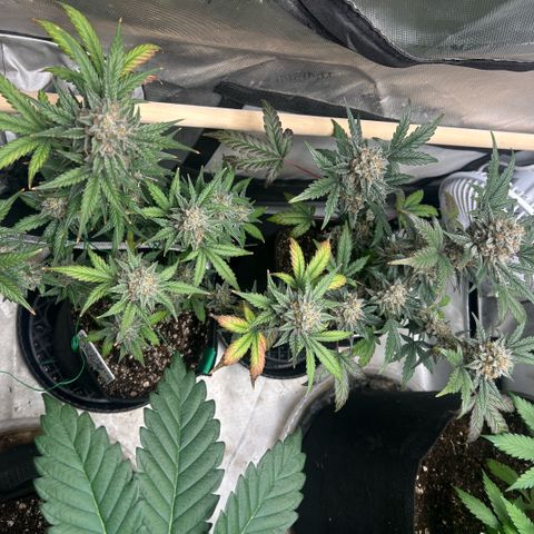 Munchie Matrimony (A): SSG. GWJ25 growlog photo: 💦💦 and recharge only. No nutes anymore