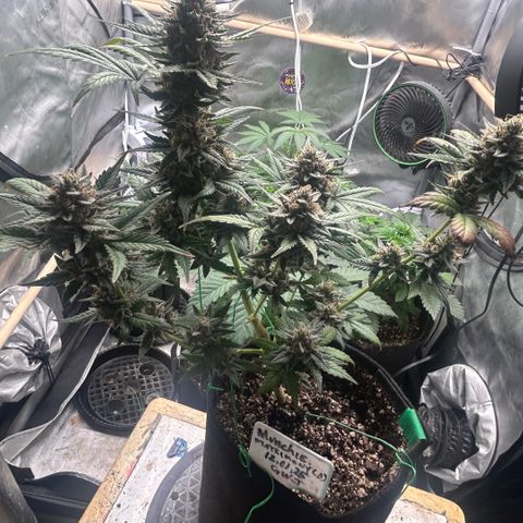 Munchie Matrimony (A): SSG. GWJ25 growlog photo: 💦💦 and recharge only. No nutes anymore