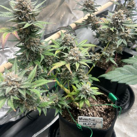 Munchie Matrimony (A): SSG. GWJ25 growlog photo: 💦💦 1000ml ph 💦only. No more nutes