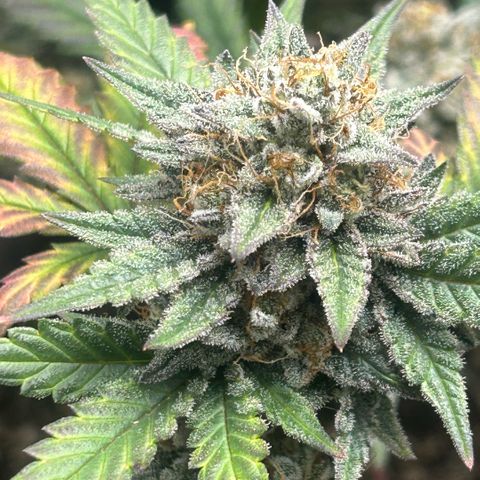 Munchie Matrimony (A): SSG. GWJ25 growlog photo: 💦💦 1000ml ph 💦only. No more nutes