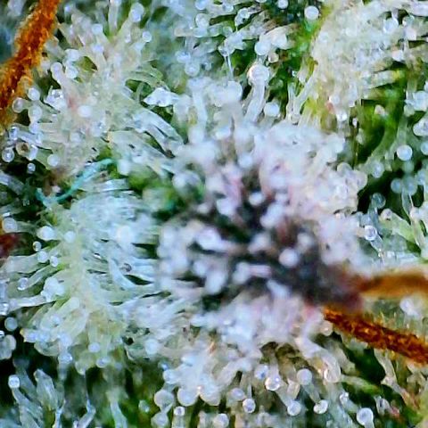 Munchie Matrimony (A): SSG. GWJ25 growlog photo: 💦💦 1000ml ph 💦only. No more nutes