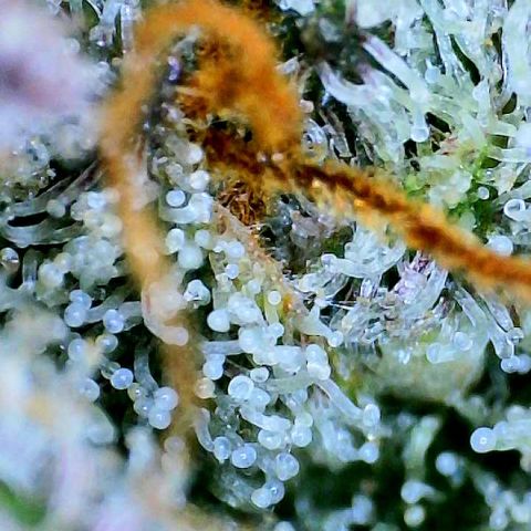 Munchie Matrimony (A): SSG. GWJ25 growlog photo: 💦💦 1000ml ph 💦only. No more nutes