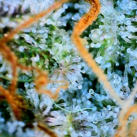 Munchie Matrimony (A): SSG. GWJ25 growlog photo: 💦💦 1000ml ph 💦only. No more nutes