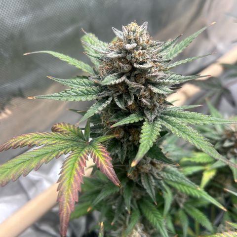 Munchie Matrimony (A): SSG. GWJ25 growlog photo: 💦💦 1000ml ph 💦only. No more nutes