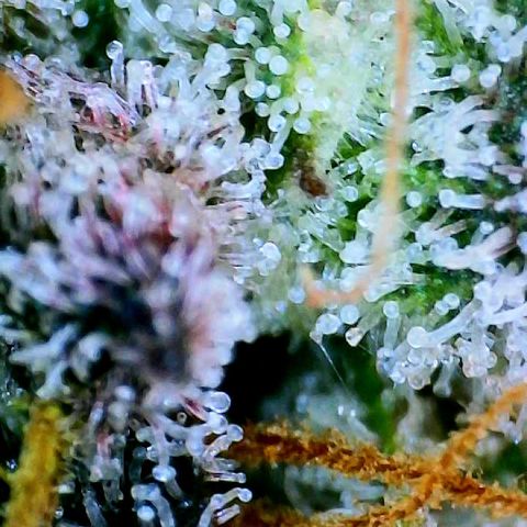 Munchie Matrimony (A): SSG. GWJ25 growlog photo: 💦💦 1000ml ph 💦only. No more nutes