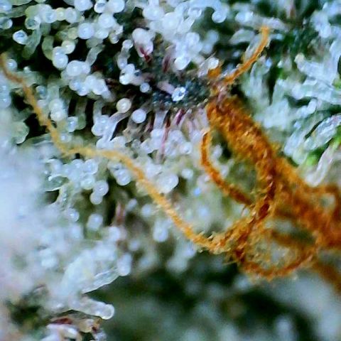 Munchie Matrimony (A): SSG. GWJ25 growlog photo: 💦💦 1000ml ph 💦only. No more nutes