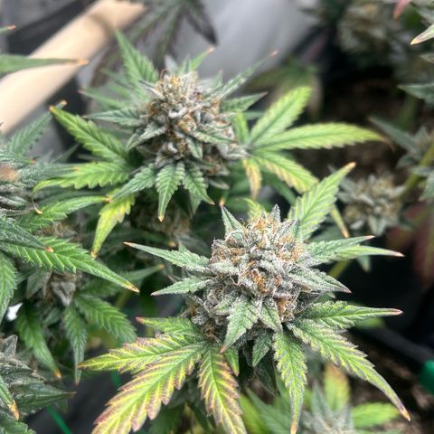Munchie Matrimony (A): SSG. GWJ25 growlog photo: 💦💦 1000ml ph 💦only. No more nutes