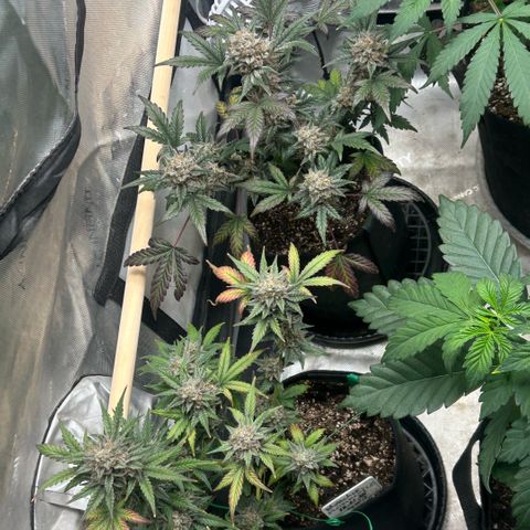 Munchie Matrimony (A): SSG. GWJ25 growlog photo: 💦💦 1000ml ph 💦only. No more nutes