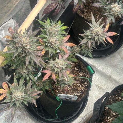 Munchie Matrimony (A): SSG. GWJ25 growlog photo: Watered yesterday. 