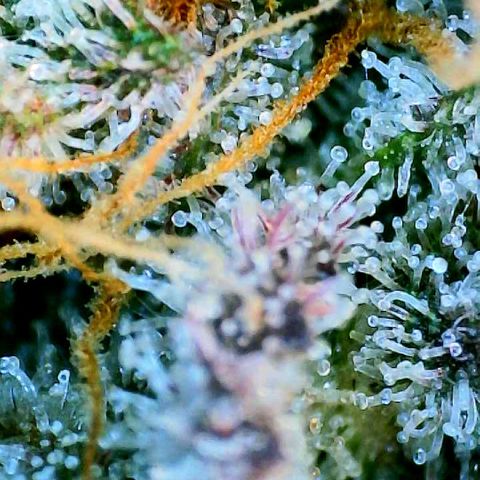 Munchie Matrimony (A): SSG. GWJ25 growlog timeline photo