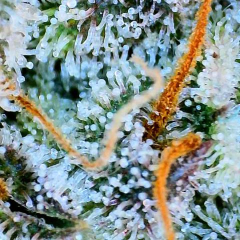 Munchie Matrimony (A): SSG. GWJ25 growlog timeline photo