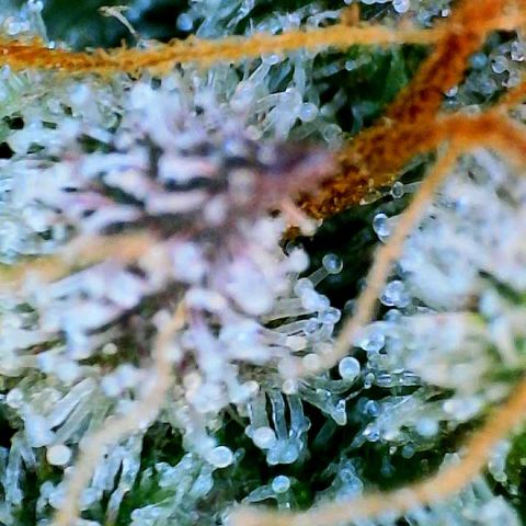 Munchie Matrimony (A): SSG. GWJ25 growlog timeline photo