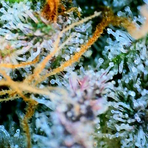 Munchie Matrimony (A): SSG. GWJ25 growlog timeline photo