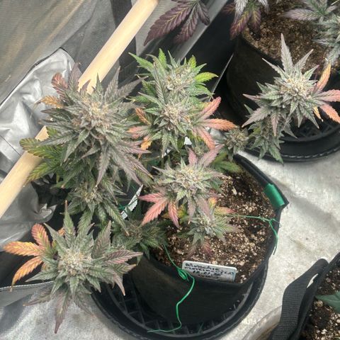 Munchie Matrimony (A): SSG. GWJ25 growlog photo: Watered yesterday. 