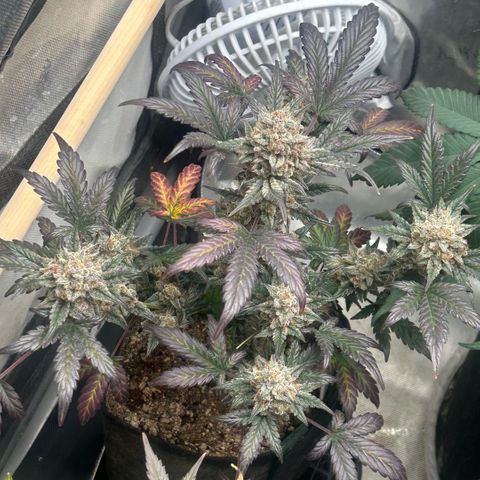 Munchie Matrimony (A): SSG. GWJ25 growlog photo: Watered yesterday. 