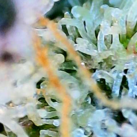 Munchie Matrimony (A): SSG. GWJ25 growlog timeline photo