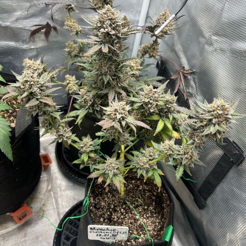 Munchie Matrimony (A): SSG. GWJ25 growlog photo: 💦💦 1000ml. Been really hot this week. 90°s. Pots were dry. Probably last watering. I keep changing my mind about 🪓🪓. Saturday is the day (probably)🤪. Saturday will be day 100 They getting the 🪓