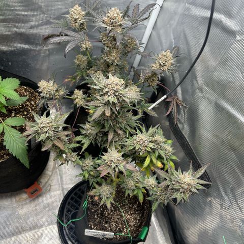 Munchie Matrimony (A): SSG. GWJ25 growlog photo: 💦💦 1000ml. Been really hot this week. 90°s. Pots were dry. Probably last watering. I keep changing my mind about 🪓🪓. Saturday is the day (probably)🤪. Saturday will be day 100 They getting the 🪓