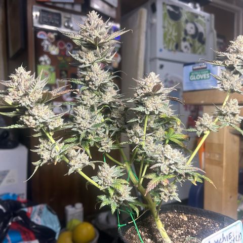 Munchie Matrimony (A): SSG. GWJ25 growlog photo: Choppy choppy chop chop