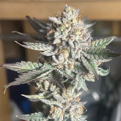 Munchie Matrimony (A): SSG. GWJ25 growlog photo: Choppy choppy chop chop
