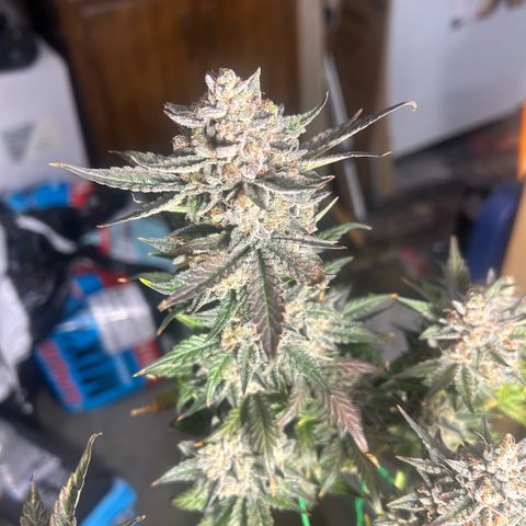 Munchie Matrimony (A): SSG. GWJ25 growlog photo: Choppy choppy chop chop