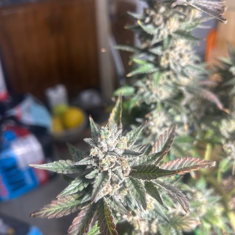 Munchie Matrimony (A): SSG. GWJ25 growlog photo: Choppy choppy chop chop