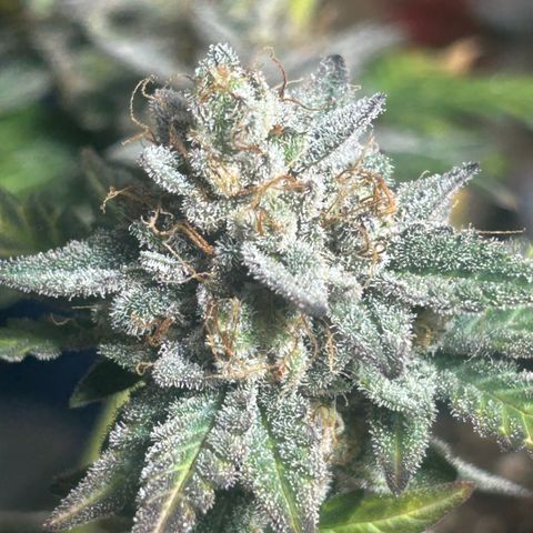 Munchie Matrimony (A): SSG. GWJ25 growlog photo: Choppy choppy chop chop