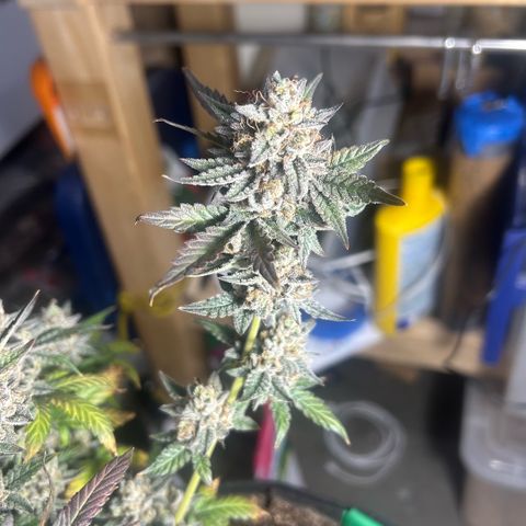 Munchie Matrimony (A): SSG. GWJ25 growlog photo: Choppy choppy chop chop