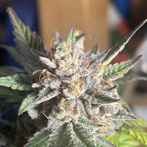 Munchie Matrimony (A): SSG. GWJ25 growlog photo: Choppy choppy chop chop