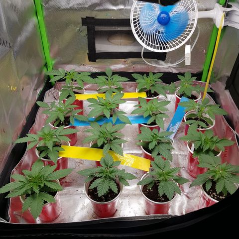 Velvet Moon #1 growlog timeline photo