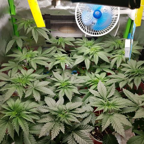 Velvet Moon #1 growlog timeline photo