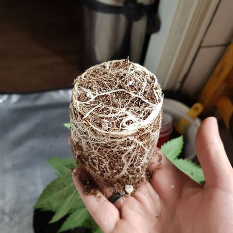 Velvet Moon #1 growlog timeline photo