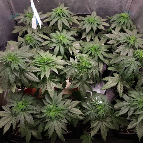 Velvet Moon #1 growlog timeline photo