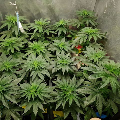 Velvet Moon #1 growlog timeline photo