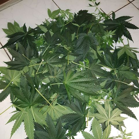Velvet Moon #1 growlog timeline photo