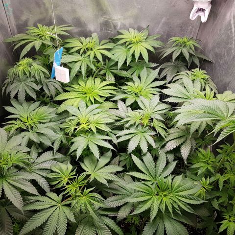 Velvet Moon #1 growlog timeline photo
