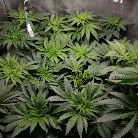 Velvet Moon #1 growlog timeline photo
