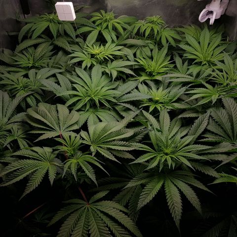 Velvet Moon #1 growlog timeline photo