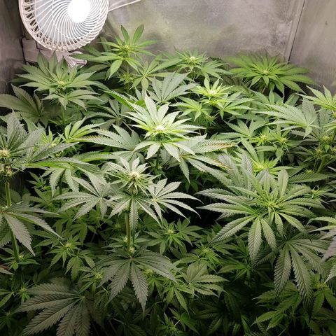 Velvet Moon #1 growlog timeline photo