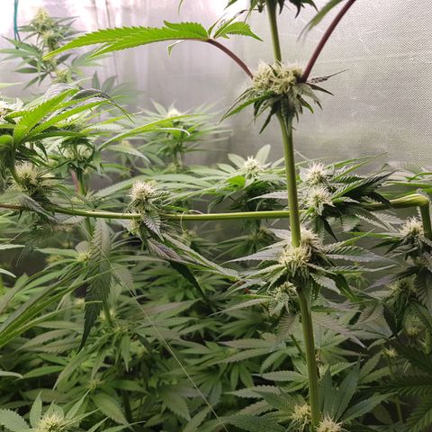 Velvet Moon #1 growlog photo: 2 days after super cropping
