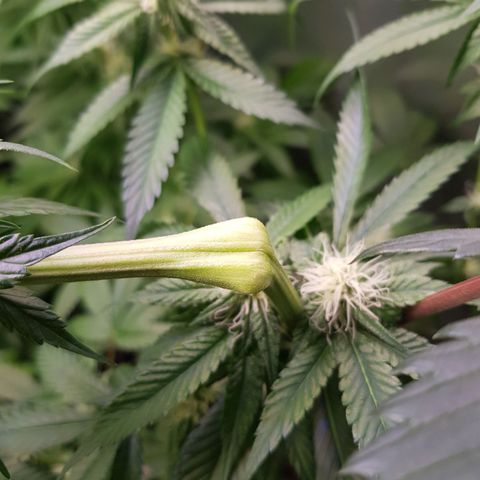 Velvet Moon #1 growlog photo: 2 days after super cropping