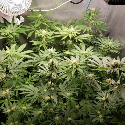 Velvet Moon #1 growlog timeline photo