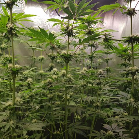 Velvet Moon #1 growlog timeline photo