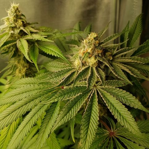 Velvet Moon #1 growlog timeline photo