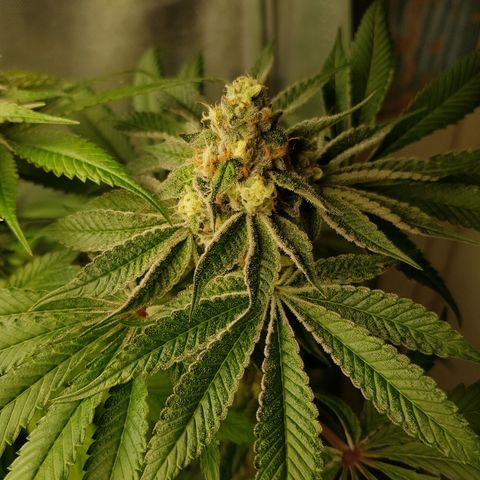 Velvet Moon #1 growlog timeline photo