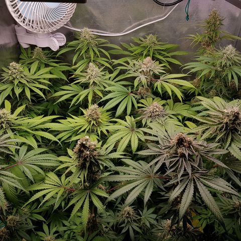Velvet Moon #1 growlog timeline photo