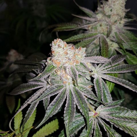 Velvet Moon #1 growlog timeline photo