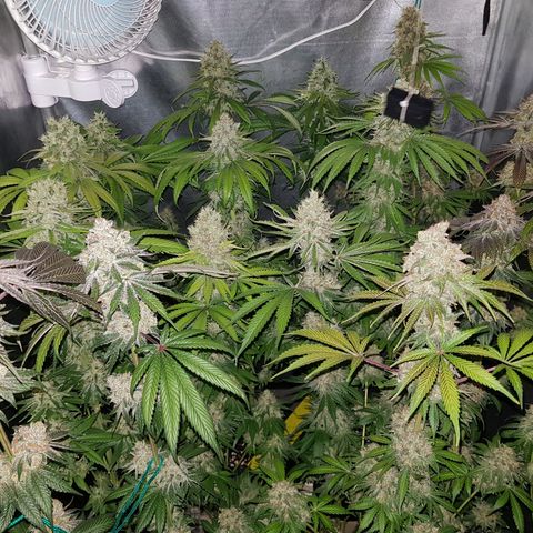 Velvet Moon #1 growlog timeline photo