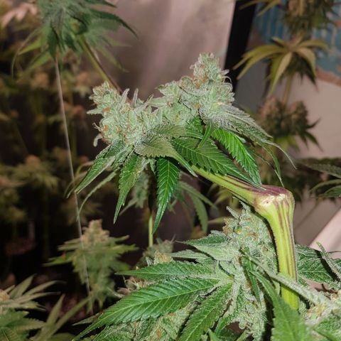 Velvet Moon #1 growlog timeline photo